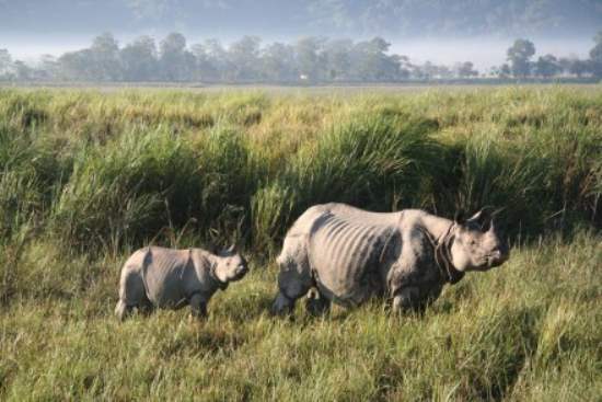 Explore Two UNESCO World Heritage Nature Sites in India