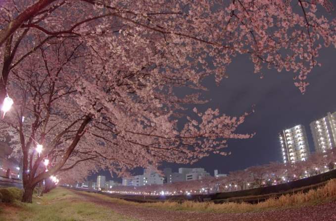 The Cherry Blossoms of Japan