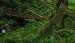 10 of the Most Amazing Rain Forests in the World