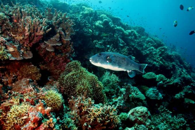 The Tubbataha Reef