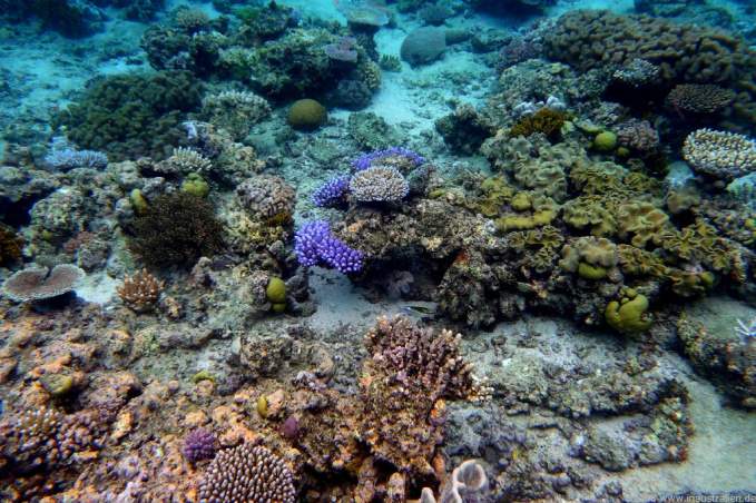 Great Barrier Reef Dive