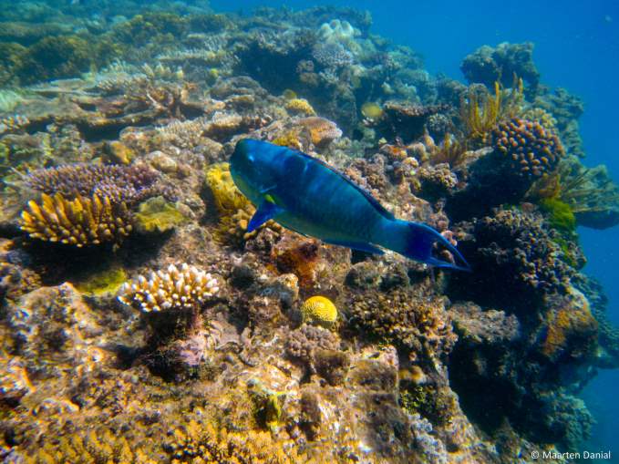 Great Barrier Reef Fish