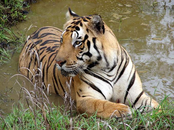 The Kanha National Park