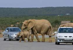 Addo Elephant National Park