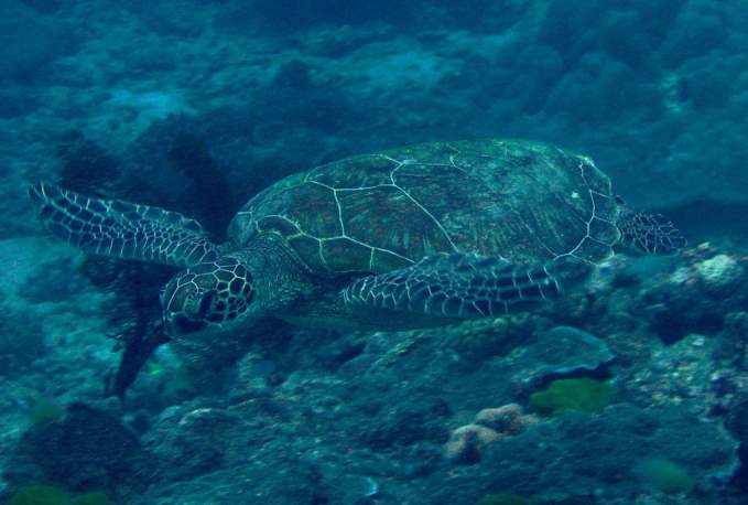Great Barrier Reef Tortoise